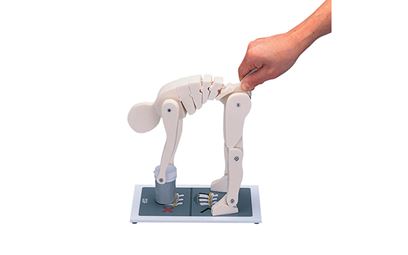 ESP Lifting Manikin Training Model